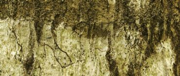 AUTORE: Luigi Dorigo - Ali e Radici Multivisioni AUTORE: Luigi Dorigo - Ali e Radici Multivisioni