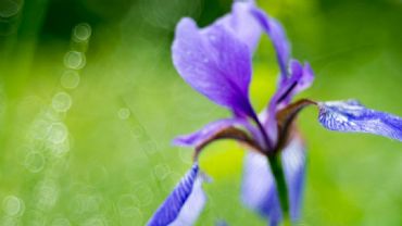 AUTORE: Luigi Dorigo AUTORE: Luigi Dorigo /