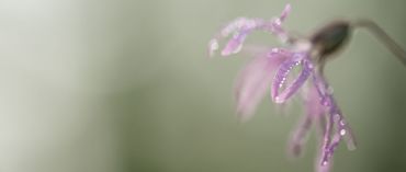 AUTORE: Luigi Dorigo - Ali e Radici Multivisioni AUTORE: Luigi Dorigo - Ali e Radici Multivisioni /