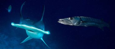 AUTORE: Luigi Dorigo - Ali e Radici Multivisioni AUTORE: Luigi Dorigo - Ali e Radici Multivisioni