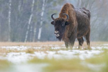 AUTORE: Rinaldo Checuz AUTORE: Rinaldo Checuz