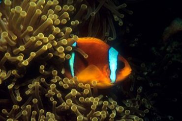 AUTORE: Carlo De Agnoi AUTORE: Carlo De Agnoi