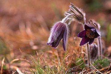 AUTORE: Luigi Dorigo - Ali e Radici Multivisioni AUTORE: Luigi Dorigo - Ali e Radici Multivisioni