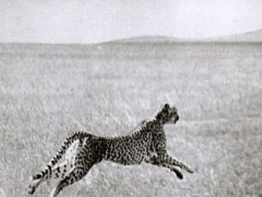 AUTORE: Luigi Dorigo - Ali e Radici Multivisioni AUTORE: Luigi Dorigo - Ali e Radici Multivisioni /