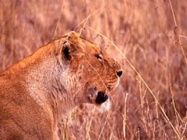 AUTORE: Luigi Dorigo - Ali e Radici Multivisioni AUTORE: Luigi Dorigo - Ali e Radici Multivisioni