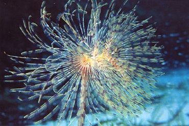 AUTORE: D.Drago - F.Lopergolo AUTORE: D.Drago - F.Lopergolo /