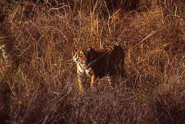 AUTORE: Merlino Multivisioni AUTORE: Merlino Multivisioni /