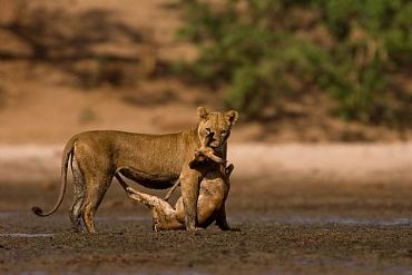 AUTORE: Merlino Multivisioni AUTORE: Merlino Multivisioni /