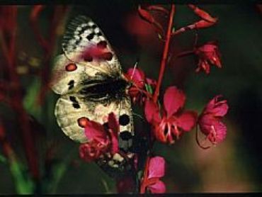 AUTORE: Valter Binotto AUTORE: Valter Binotto