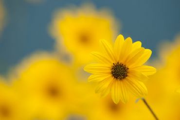 AUTORE: Luigi Dorigo - Ali e Radici Multivisioni AUTORE: Luigi Dorigo - Ali e Radici Multivisioni