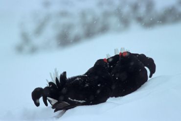 AUTORE: Roberto Valenti AUTORE: Roberto Valenti