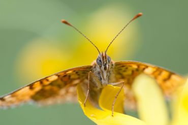 AUTORE: Luigi Dorigo - Ali e Radici Multivisioni AUTORE: Luigi Dorigo - Ali e Radici Multivisioni