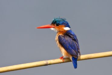 AUTORE: Roberto Valenti AUTORE: Roberto Valenti