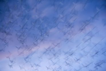 AUTORE: Luigi Dorigo - Ali e Radici Multivisioni AUTORE: Luigi Dorigo - Ali e Radici Multivisioni /