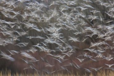 AUTORE: Luigi Dorigo - Ali e Radici Multivisioni AUTORE: Luigi Dorigo - Ali e Radici Multivisioni