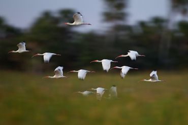 AUTORE: Luigi Dorigo - Ali e Radici Multivisioni AUTORE: Luigi Dorigo - Ali e Radici Multivisioni /