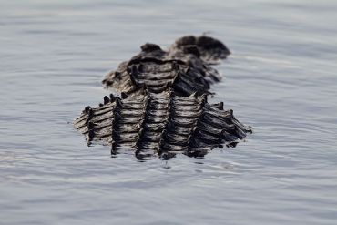 AUTORE: Luigi Dorigo - Ali e Radici Multivisioni AUTORE: Luigi Dorigo - Ali e Radici Multivisioni
