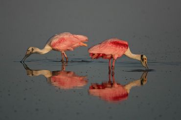 AUTORE: Luigi Dorigo - Ali e Radici Multivisioni AUTORE: Luigi Dorigo - Ali e Radici Multivisioni