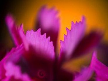 AUTORE: Carlo De Agnoi AUTORE: Carlo De Agnoi