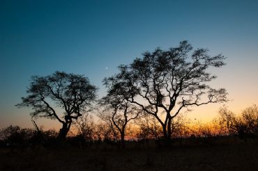 AUTORE: Luigi Dorigo - Ali e Radici Multivisioni AUTORE: Luigi Dorigo - Ali e Radici Multivisioni /