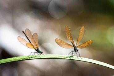 AUTORE: Giuseppe Fedato - Ali e Radici Multivisioni AUTORE: Giuseppe Fedato - Ali e Radici Multivisioni