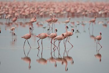 AUTORE: Luigi Dorigo - Ali e Radici Multivisioni AUTORE: Luigi Dorigo - Ali e Radici Multivisioni /