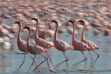 AUTORE: Luigi Dorigo - Ali e Radici Multivisioni AUTORE: Luigi Dorigo - Ali e Radici Multivisioni