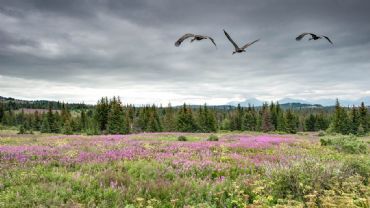AUTORE: Luigi Dorigo - Ali e Radici Multivisioni AUTORE: Luigi Dorigo - Ali e Radici Multivisioni